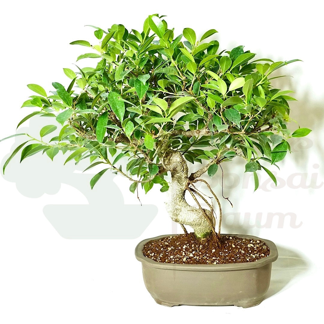 Chinesische Feige 'Ficus Retusa'